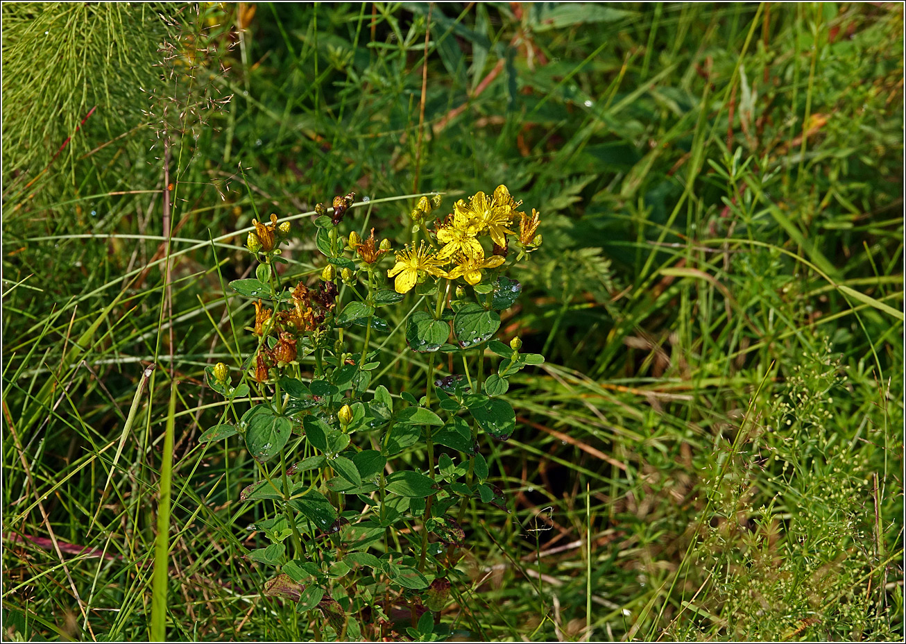 Image of Hypericum perforatum specimen.