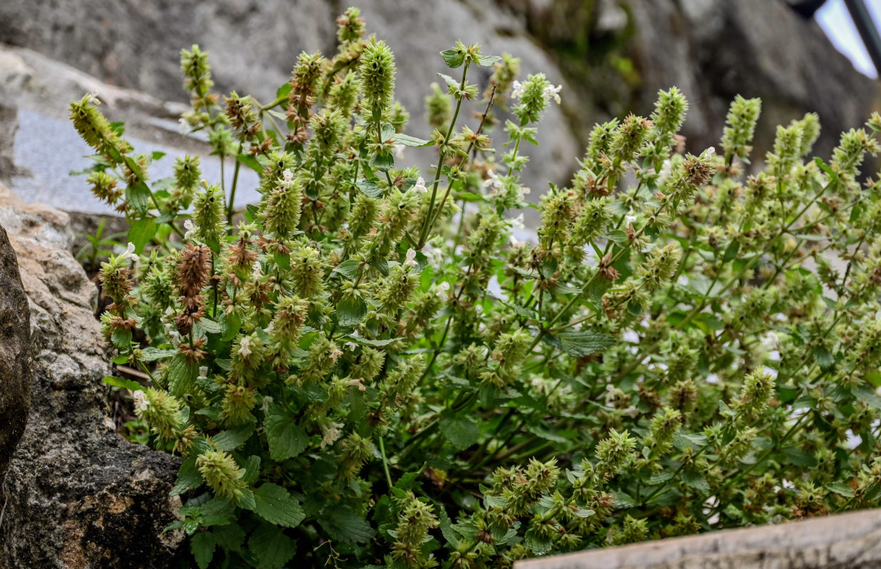 Image of Stachys pubescens specimen.