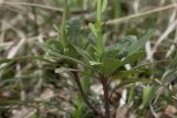 Euphorbia amygdaloides