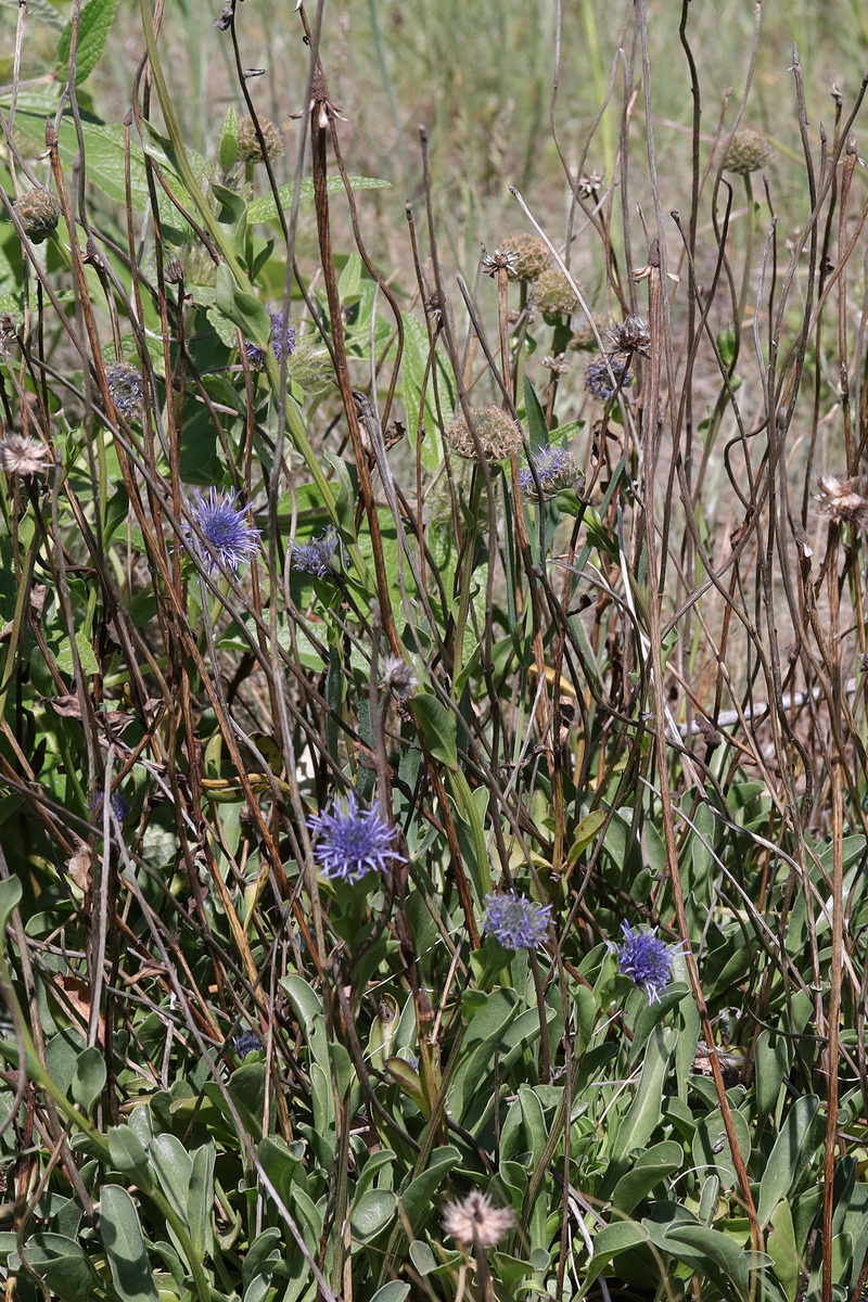 Image of Globularia trichosantha specimen.