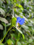 Смотреть изображение Commelina communis