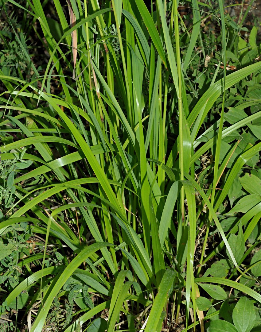 Изображение особи Calamagrostis arundinacea.