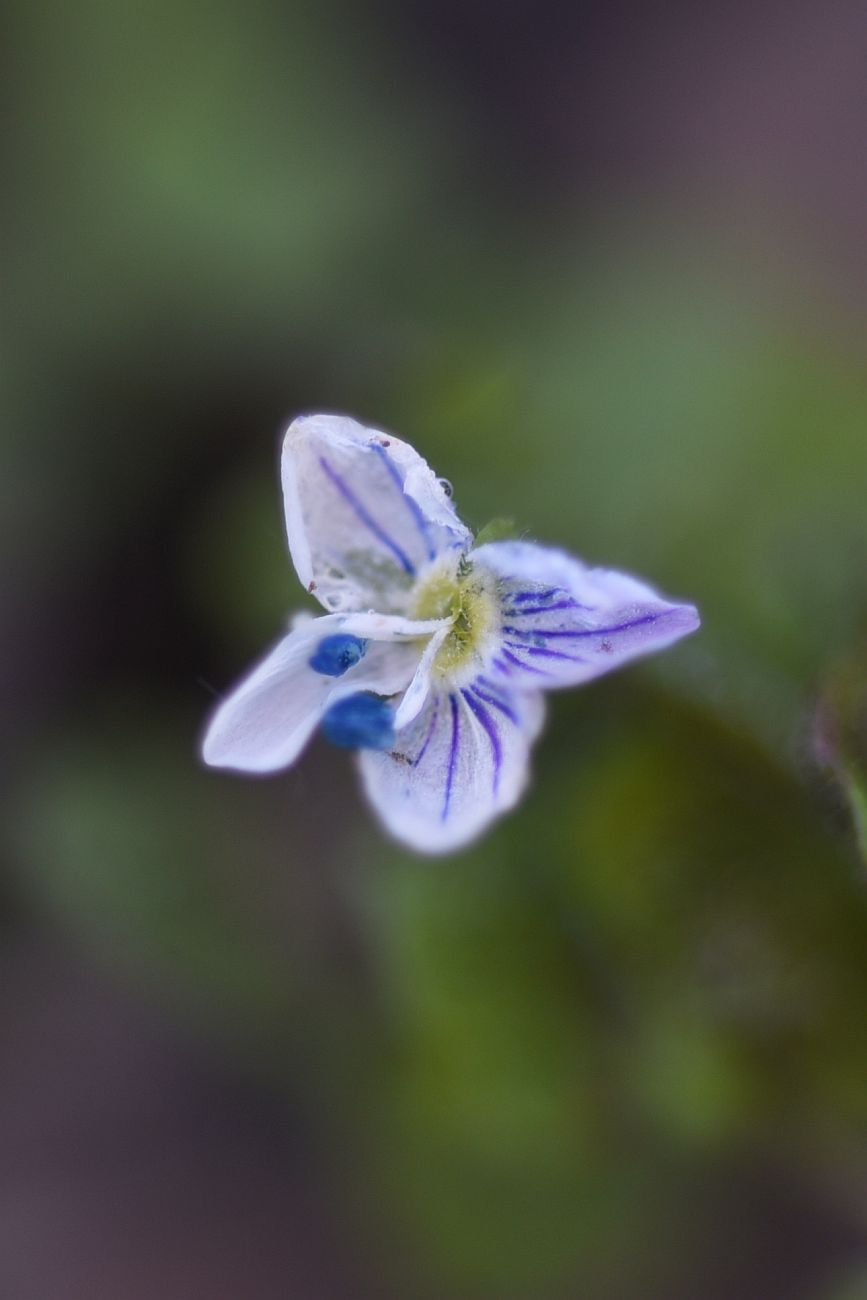 Image of genus Veronica specimen.