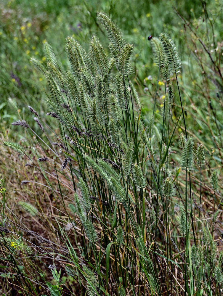 Image of Agropyron pectinatum specimen.