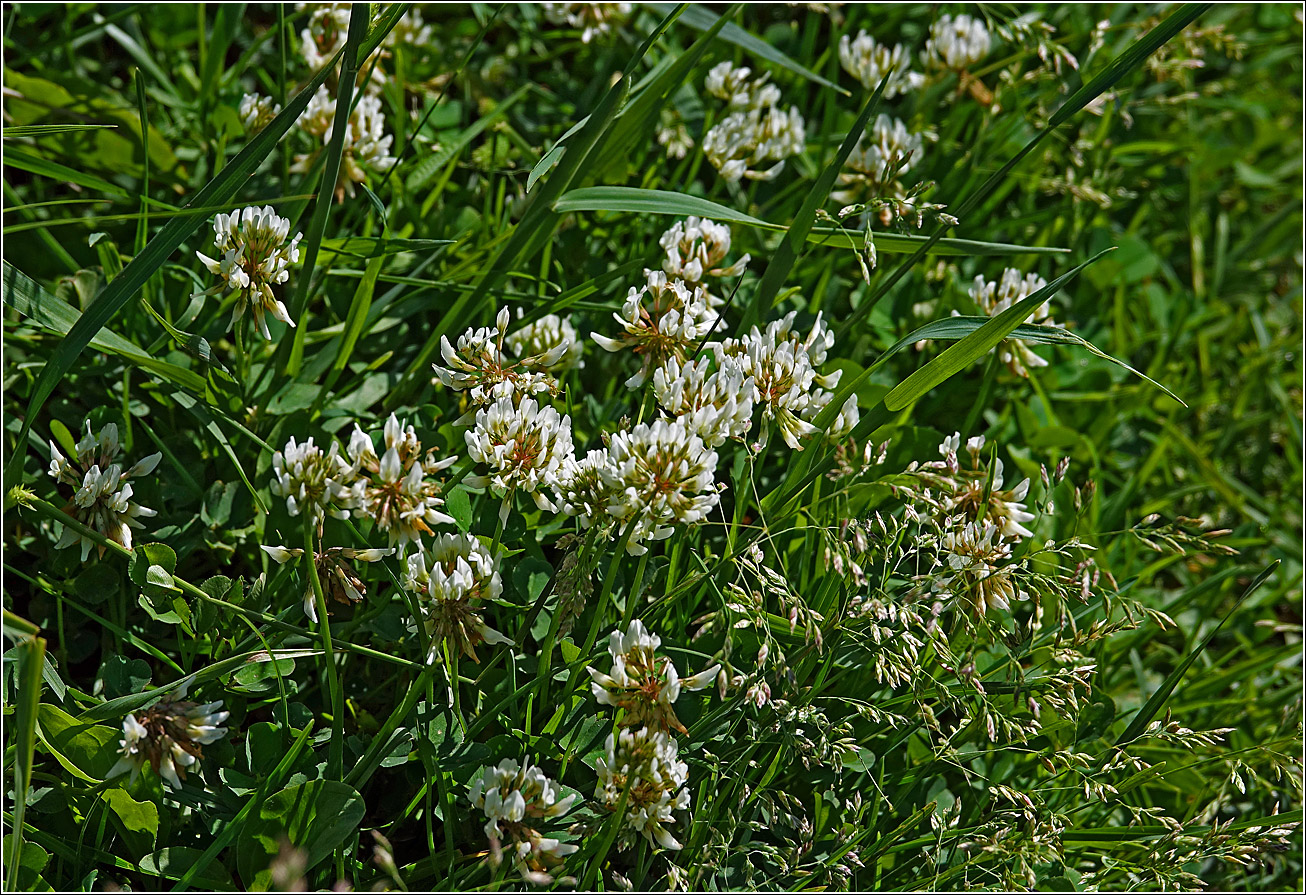 Image of Trifolium repens specimen.