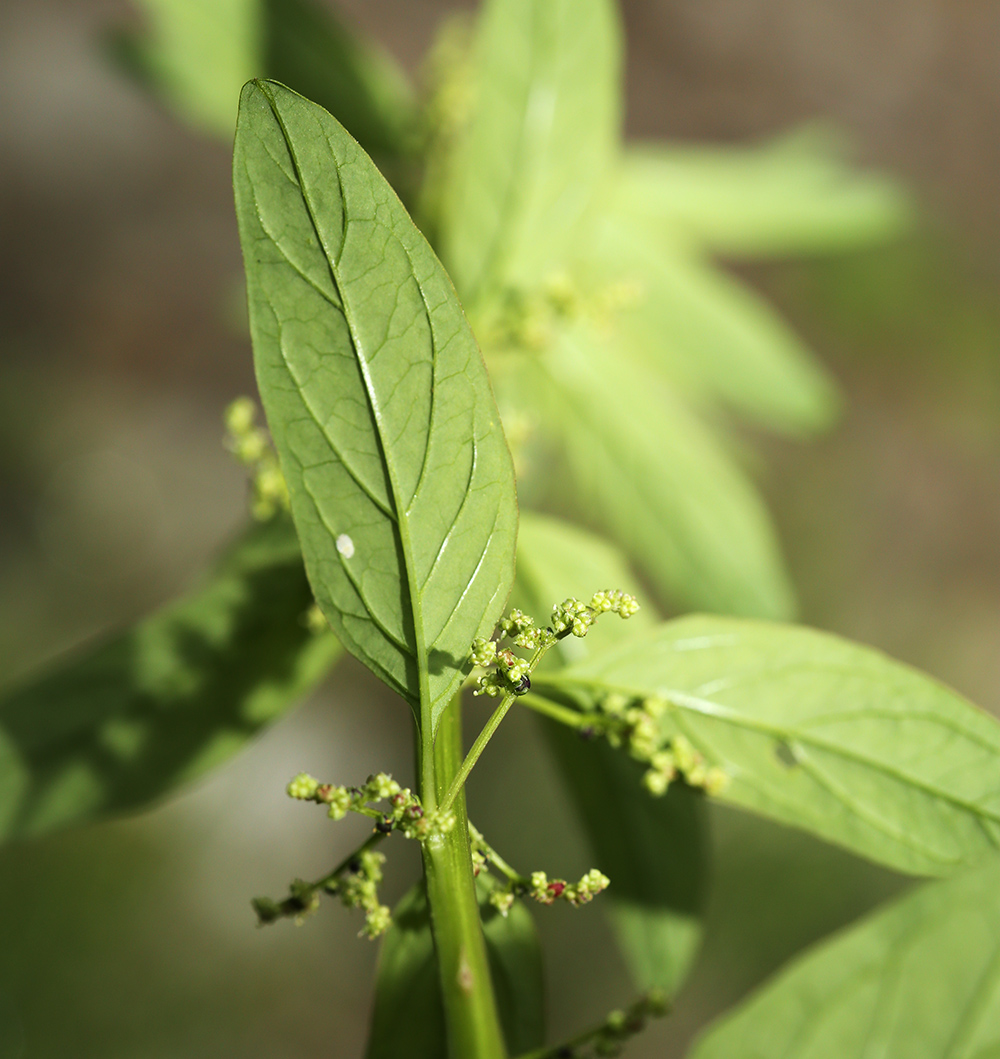 Изображение особи Lipandra polysperma.