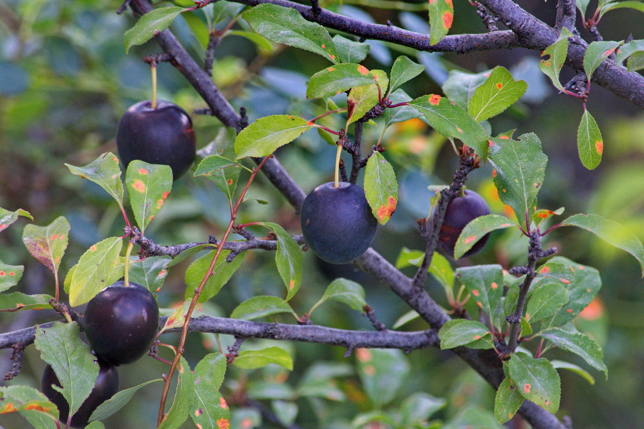 Изображение особи Prunus cerasifera ssp. caspica.