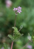 Erodium cicutarium. Верхушка побега с соцветием. Приморский край, г. Владивосток, на газоне. 17.08.2024.