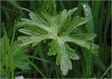 Geranium palustre. Лист. Московская обл., Раменский р-н, окр. дер. Хрипань, садовый участок. 02.08.2024.