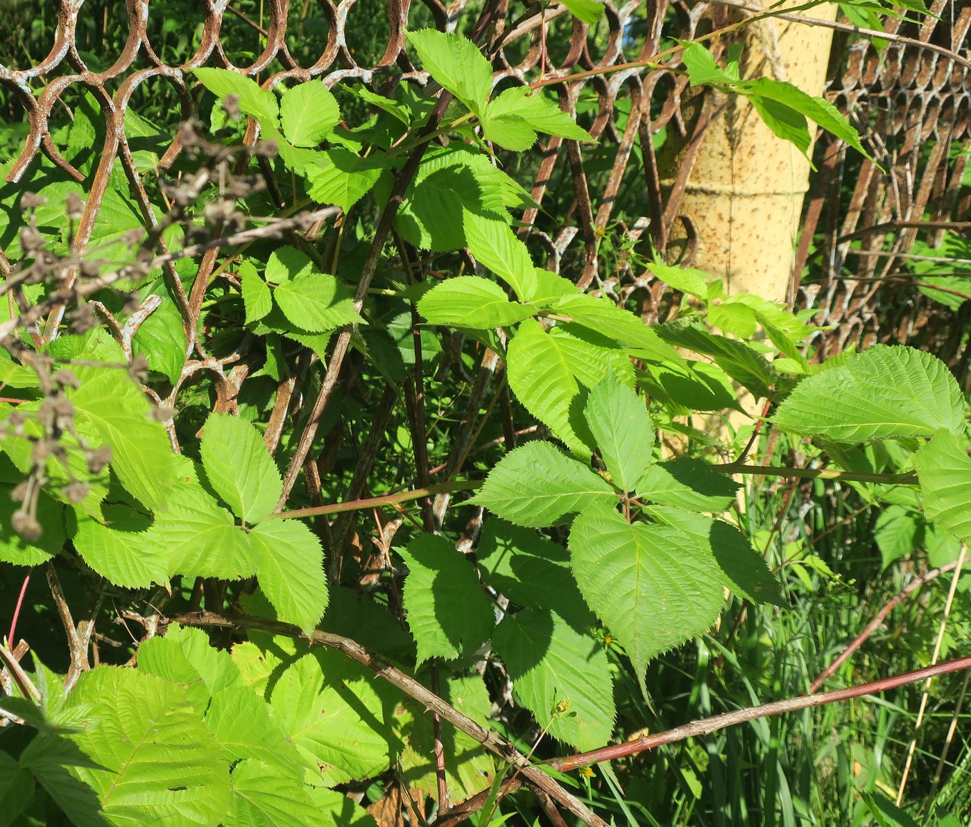 Image of Rubus allegheniensis specimen.