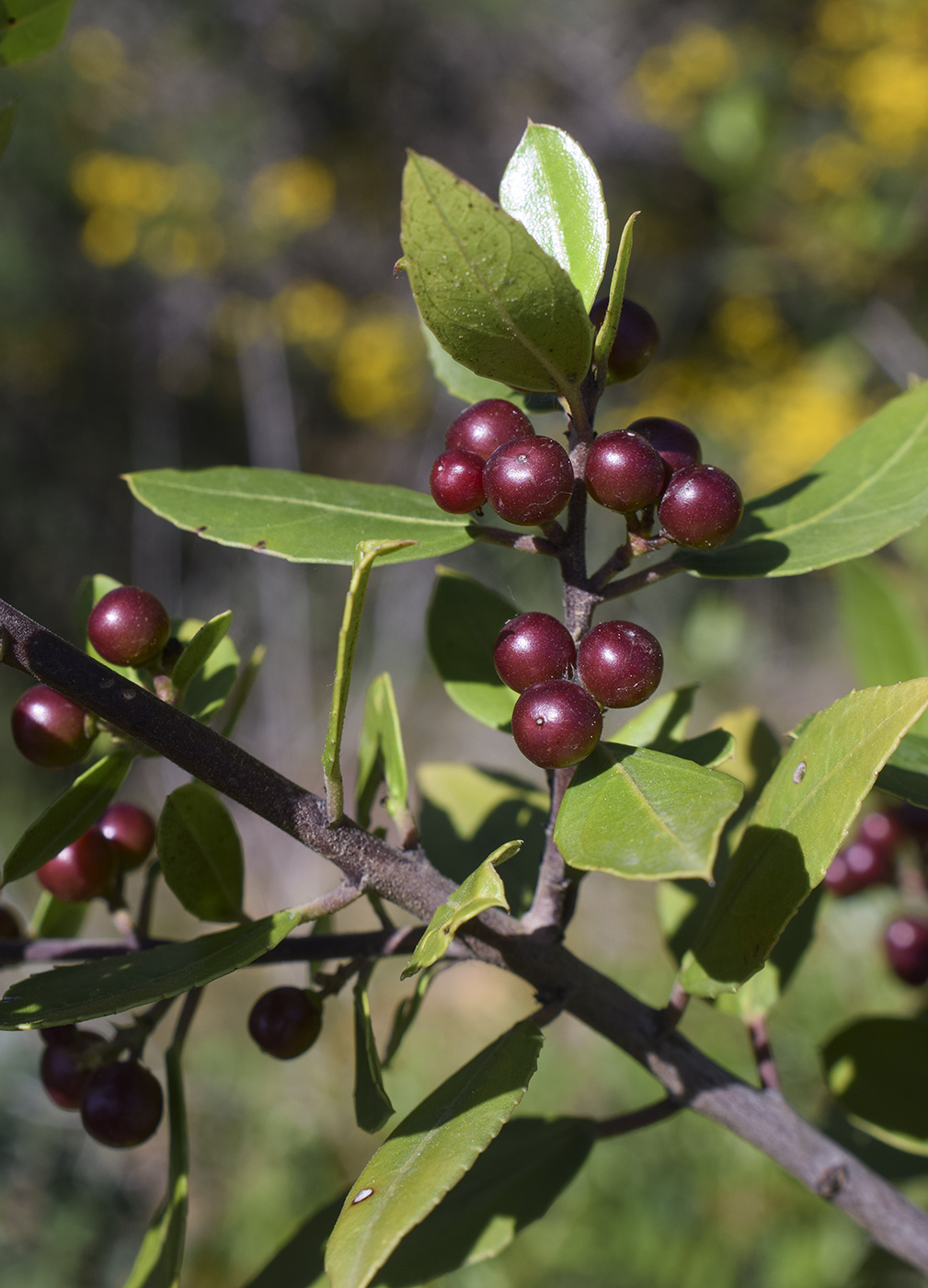 Изображение особи Rhamnus alaternus.