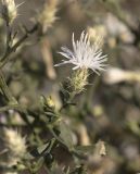 Centaurea diffusa