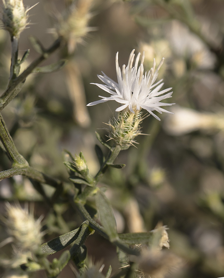 Image of Centaurea diffusa specimen.