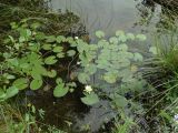 Nymphaea candida