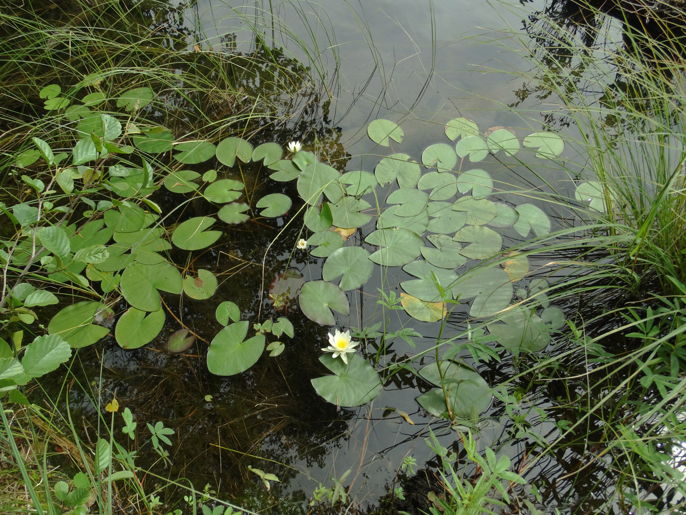 Image of Nymphaea candida specimen.