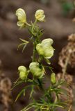 Aconitum nemorosum