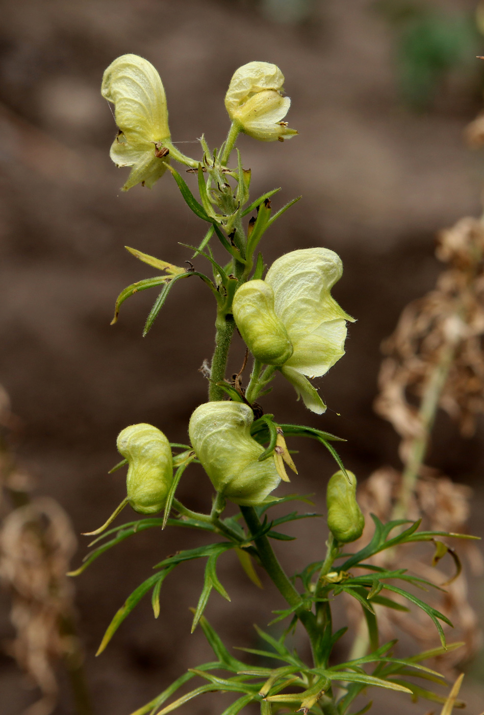 Image of Aconitum nemorosum specimen.