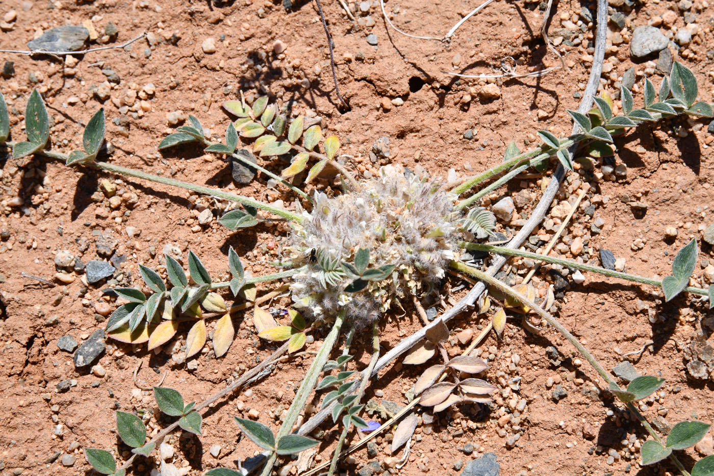 Image of Astragalus scabrisetus specimen.