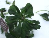 Helleborus orientalis. Вегетирующее растение. Москва, филиал Ботсада МГУ \"Аптекарский огород\", теневой сад. 28.12.2024.