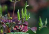 Oxalis stricta