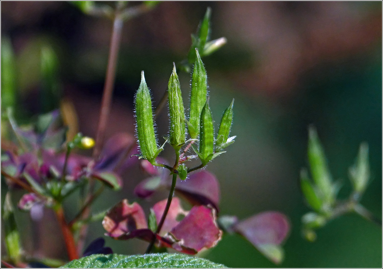 Image of Oxalis stricta specimen.