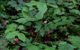 Euonymus verrucosus. Часть ветви с плодами. Московская обл., Волоколамский гор. округ, долина р. Каменка, смешанный лес. 17.08.2024.