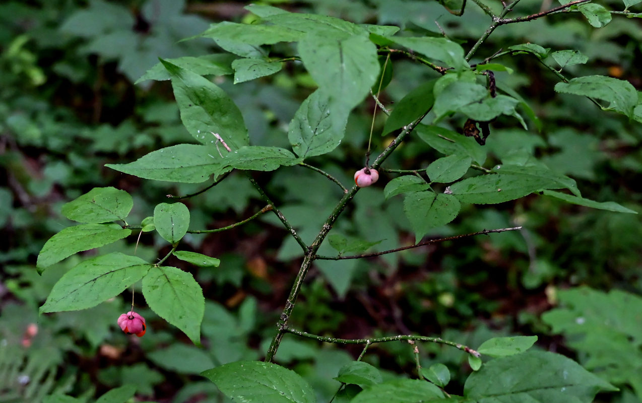 Image of Euonymus verrucosus specimen.