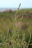 genus Atriplex. Соцветия на верхушке растения. Ленинградская обл., Ломоносовский р-н, окр. Шепелёвского маяка; п-ов Каравалдай, берег Финского залива, зона заплеска, каменистый пляж. 30.06.2024.