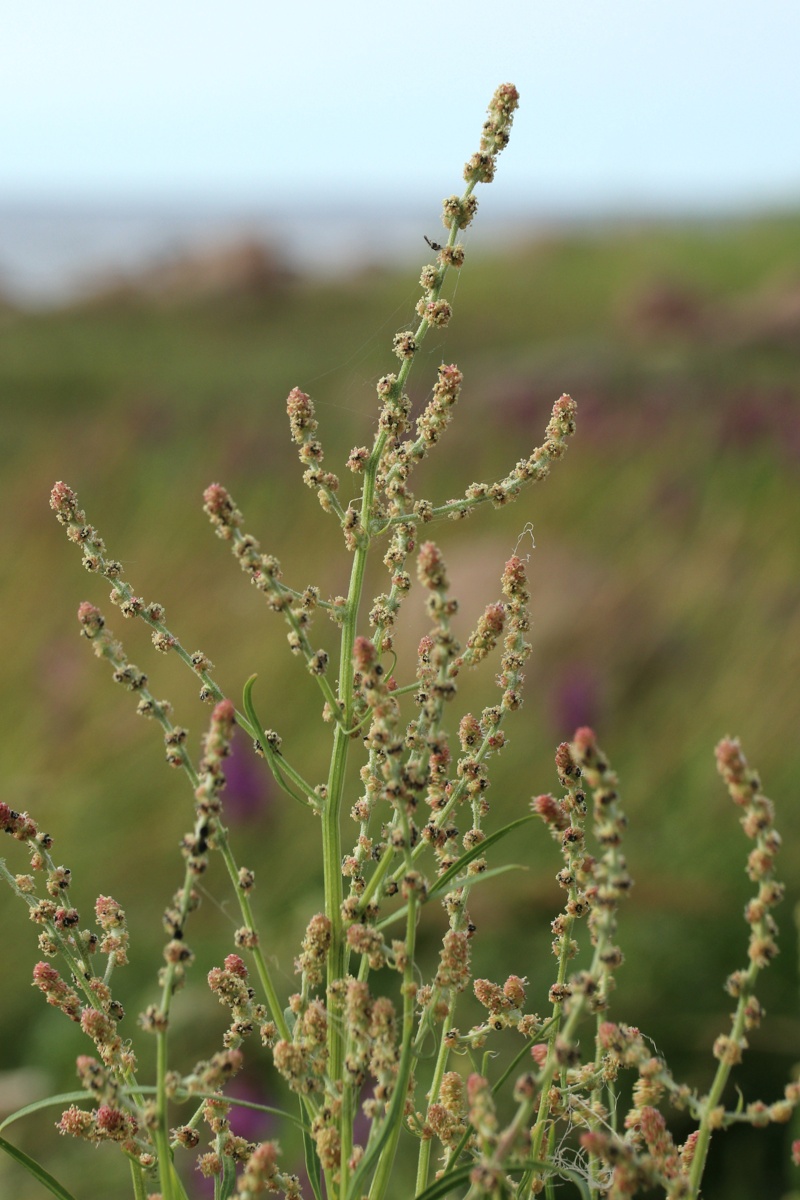 Image of genus Atriplex specimen.