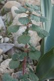 Forsskaolea tenacissima. Верхняя часть побега зацветающего растения. Израиль, склоны к Мёртвому морю, каменистая пустыня. 21.02.2011.