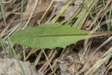 род Taraxacum