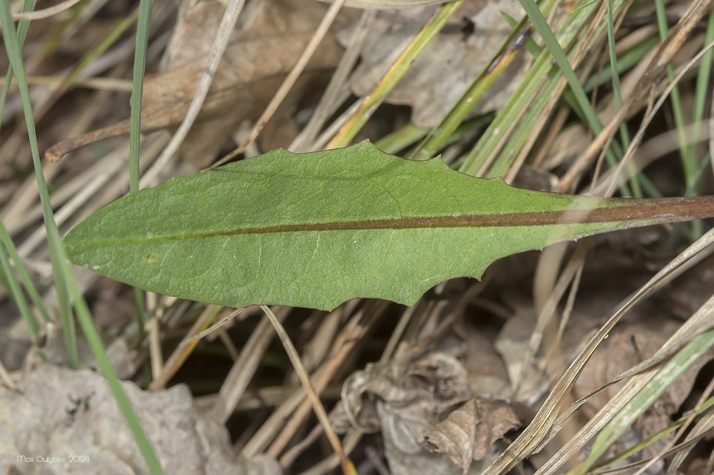 Image of genus Taraxacum specimen.