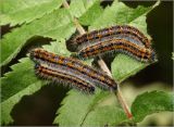 Sorbus aucuparia. Листья с погрызами и питающимися гусеницами бабочки Aporia crataegi. Московская обл., Раменский р-н, окр. ж.-д. платформы Хрипань, просека под ЛЭП. 15.05.2013.