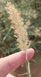 View full-size image Cenchrus ciliaris