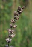View full-size image Rhinanthus vernalis