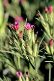 Смотреть изображение Dianthus armeria