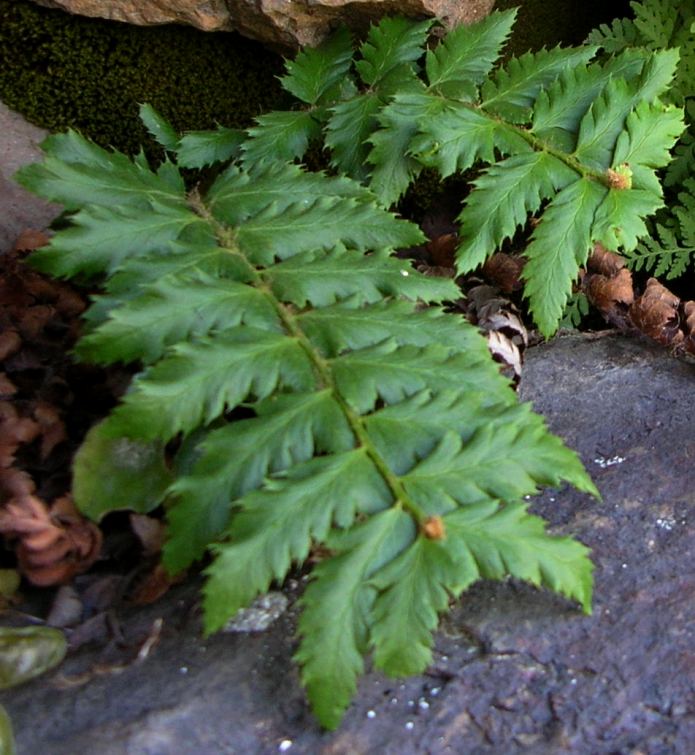 Image of genus Polystichum specimen.