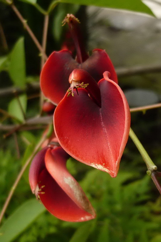 Изображение особи Erythrina crista-galli.