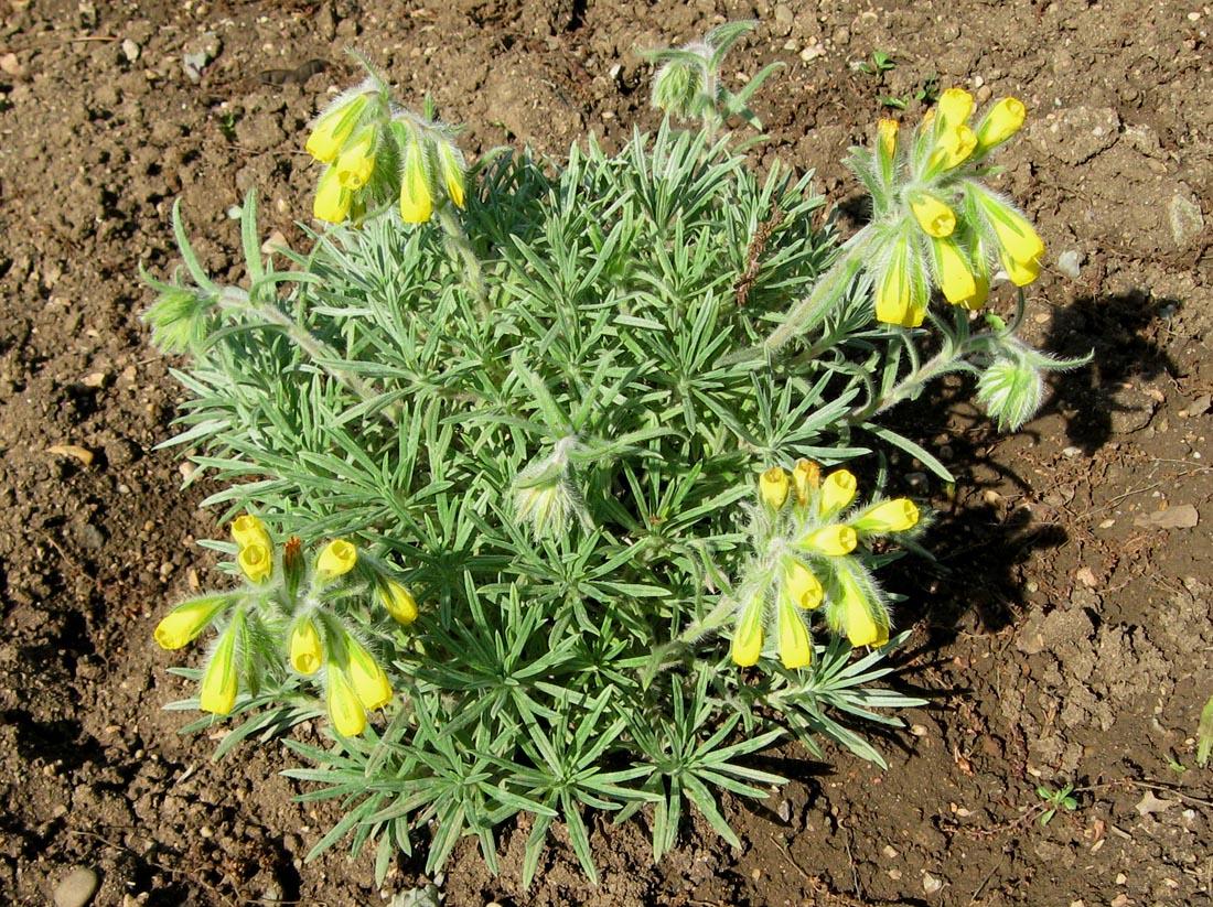 Image of Onosma polyphylla specimen.