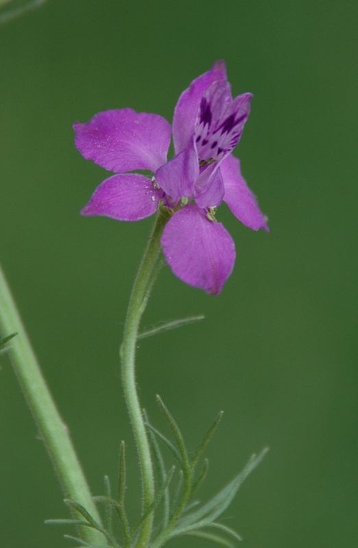 Image of Delphinium ajacis specimen.