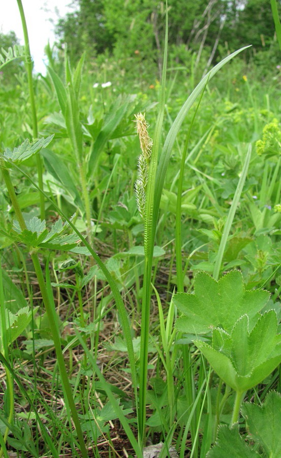 Изображение особи Carex pallescens.