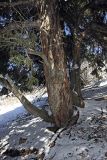 Juniperus seravschanica. Ствол старого дерева. Узбекистан, Чаткальский биосферный заповедник, Шавази-Калон сай. 18.03.2011.