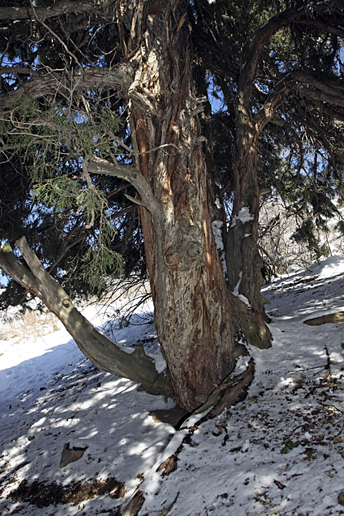 Image of Juniperus seravschanica specimen.