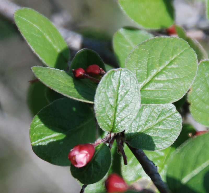 Image of Cotoneaster tauricus specimen.