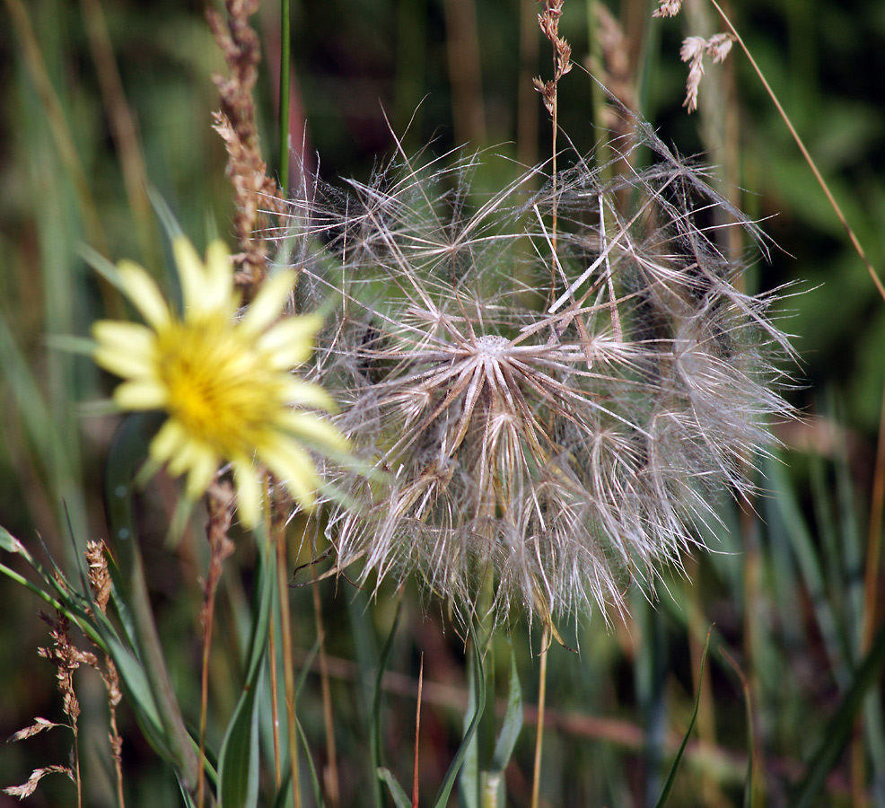 Image of Tragopogon dubius ssp. major specimen.