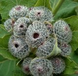 Arctium tomentosum. Нераскрывшиеся корзинки на верхушке побега. Чувашия, окр. г. Шумерля, дер. Подборное. 19 июня 2007 г.