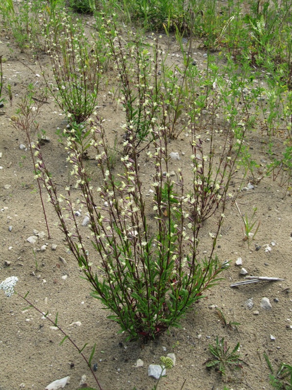 Image of Silene tatarica specimen.