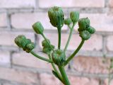 Sonchus arvensis