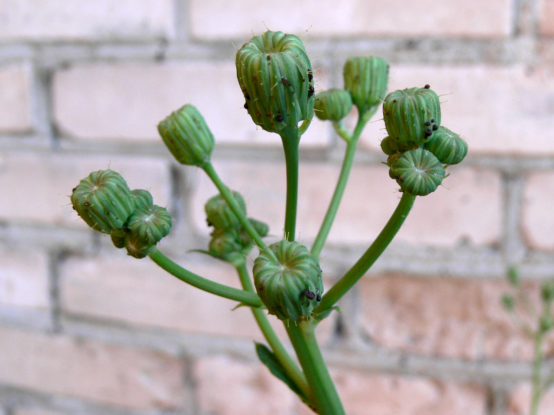 Image of Sonchus arvensis specimen.