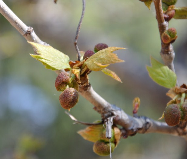 Изображение особи Platanus orientalis.